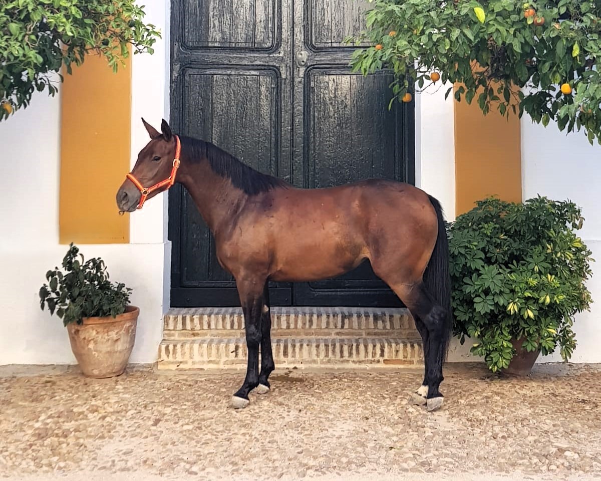 horse